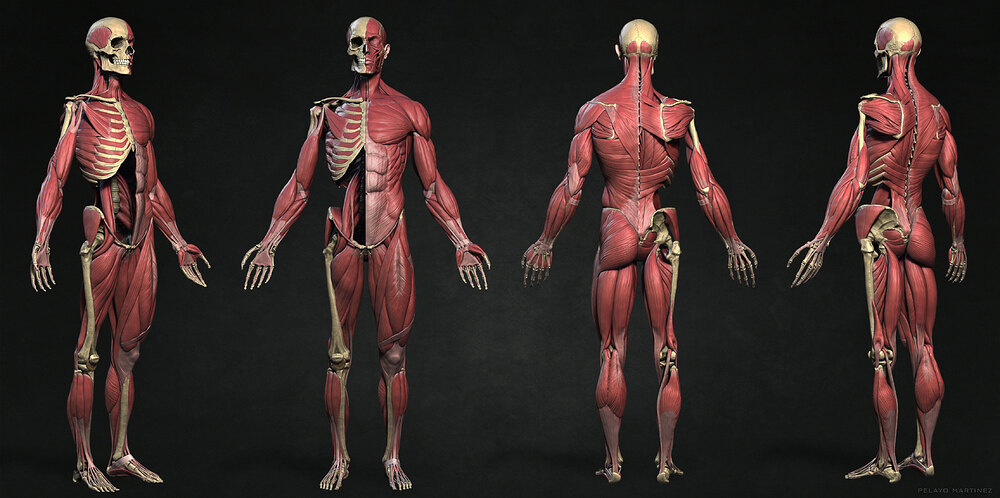 HalfBones