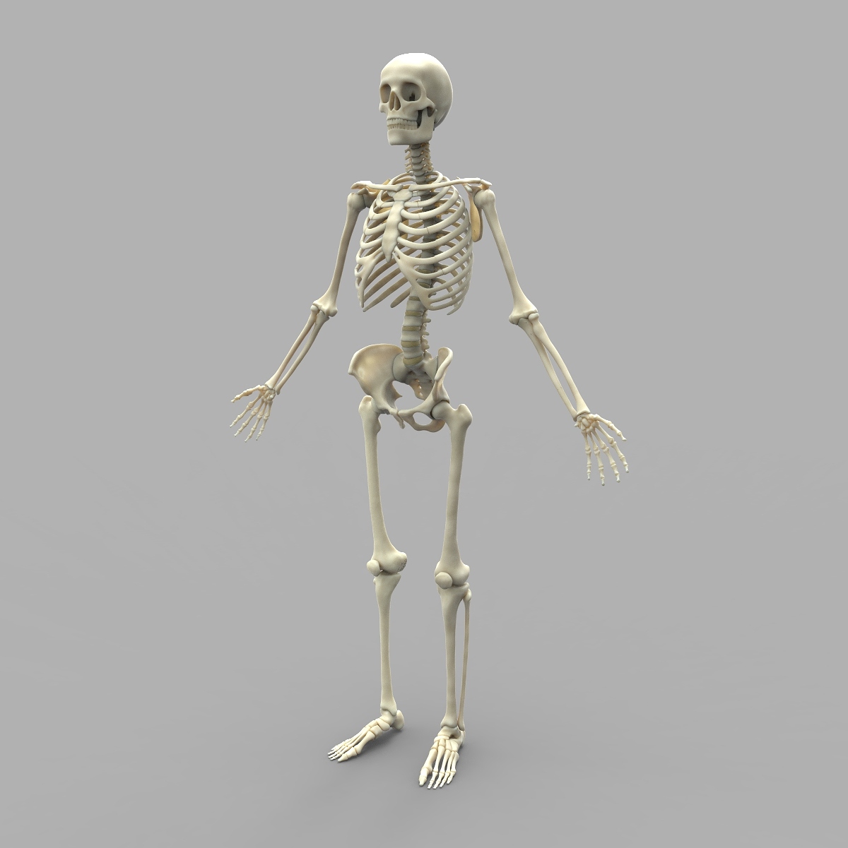 Skeleton ks FL.64.jpg