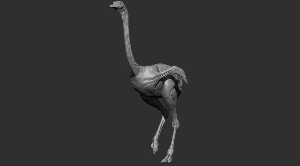 ostrichposed
