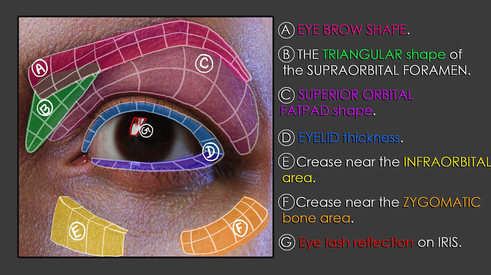 eye shapes and form