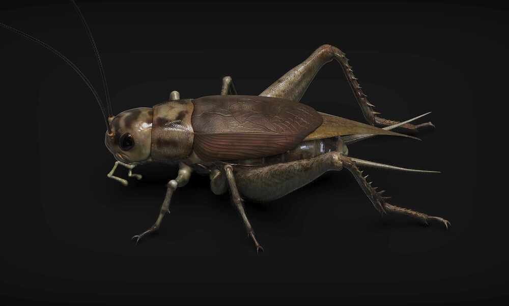 cricket-16-cmp