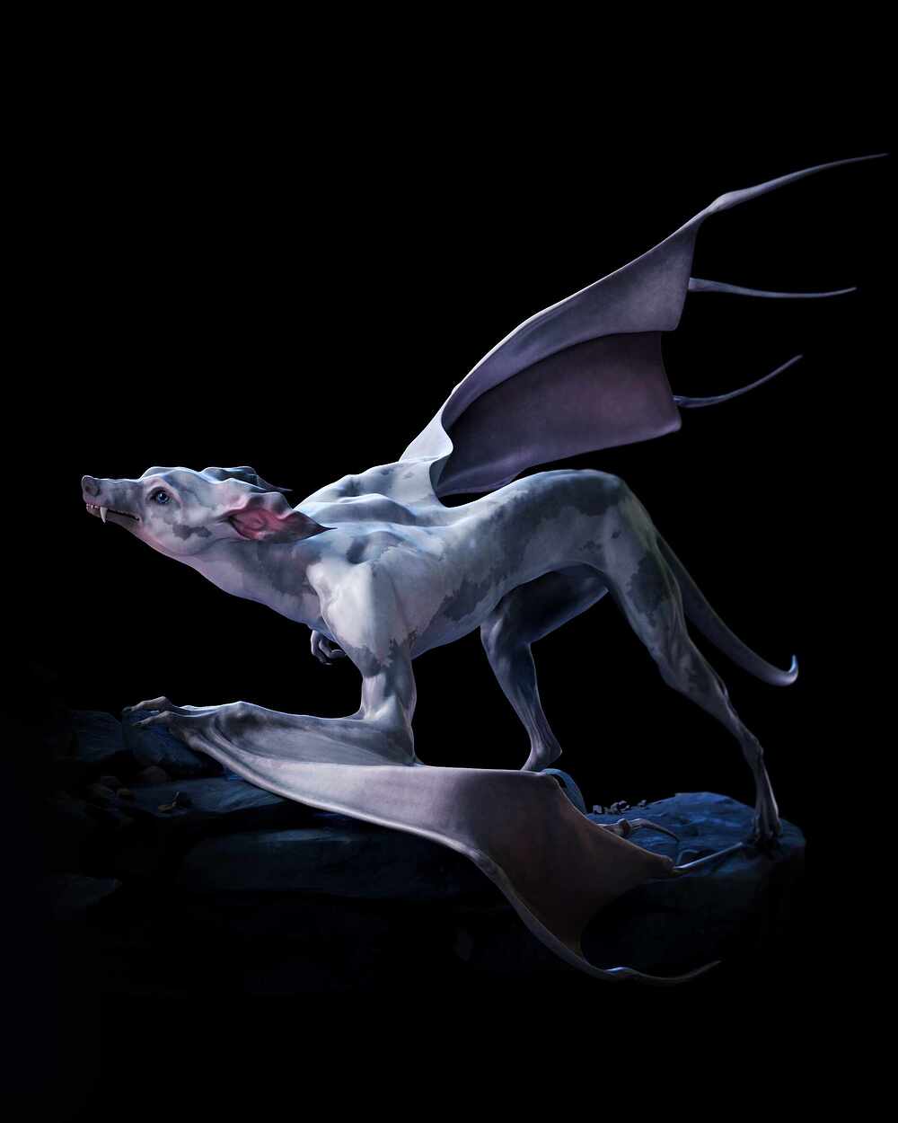 dog1