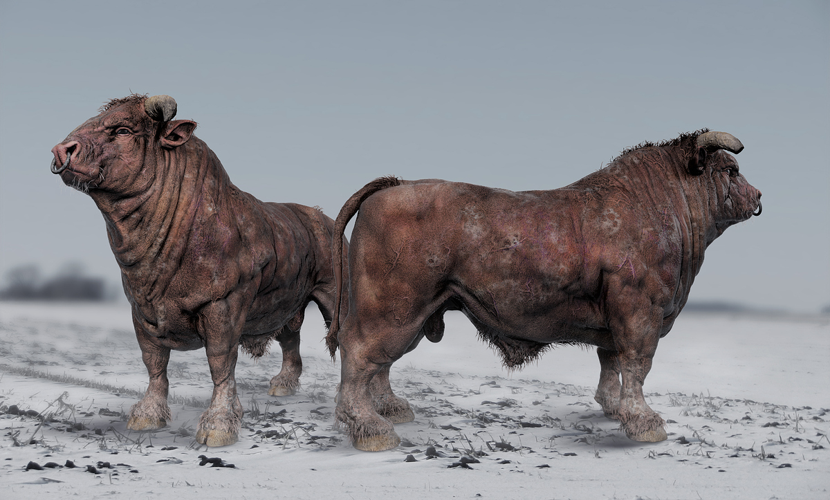 bullsWinter