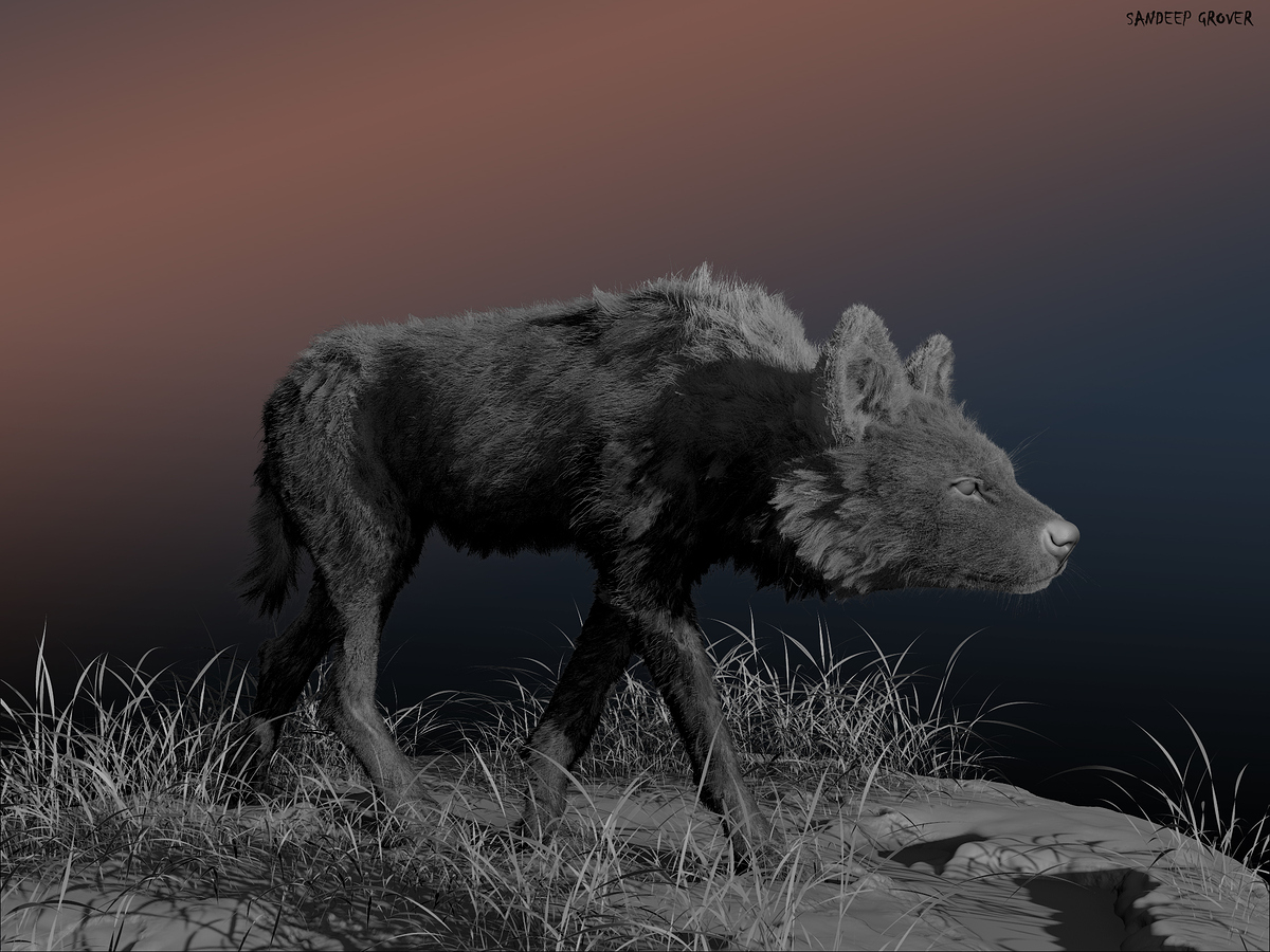 Wild_Dog_groom_grey