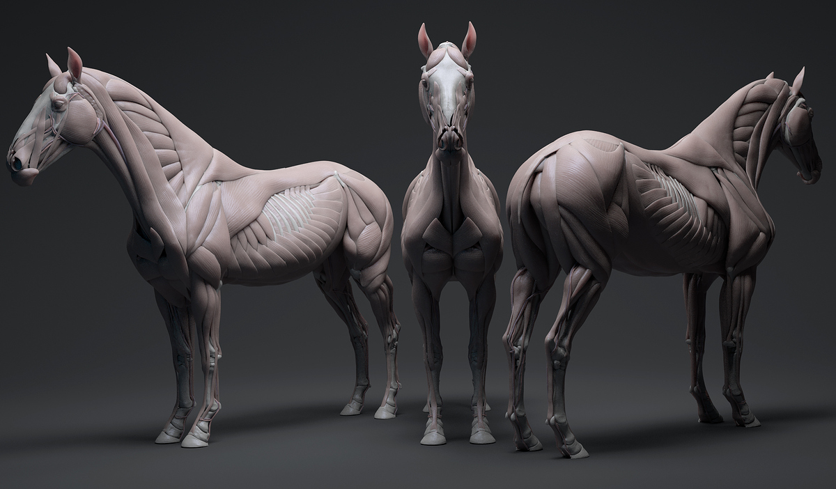 Horse-NoTex-3-Dark
