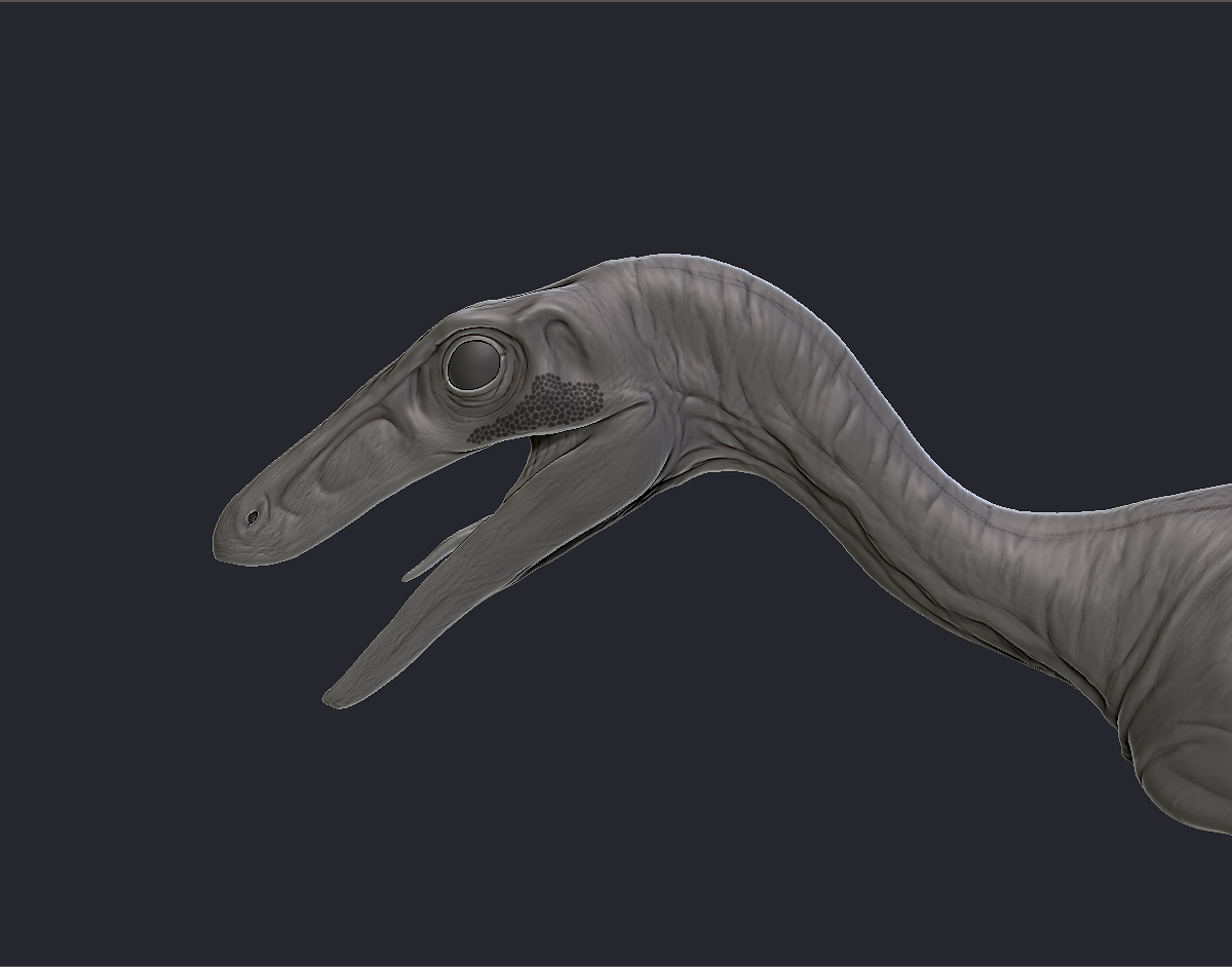 Skin Head Side.jpg