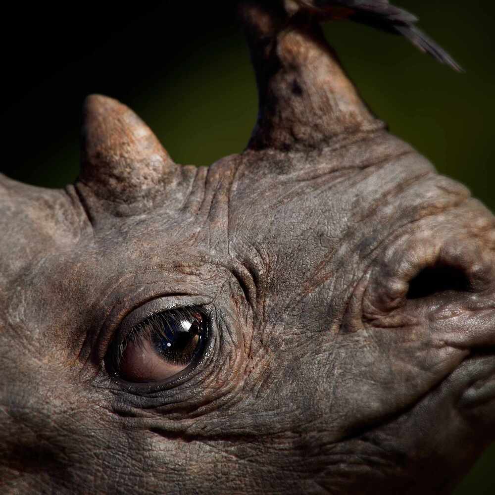 RhinoBirdA_Final11