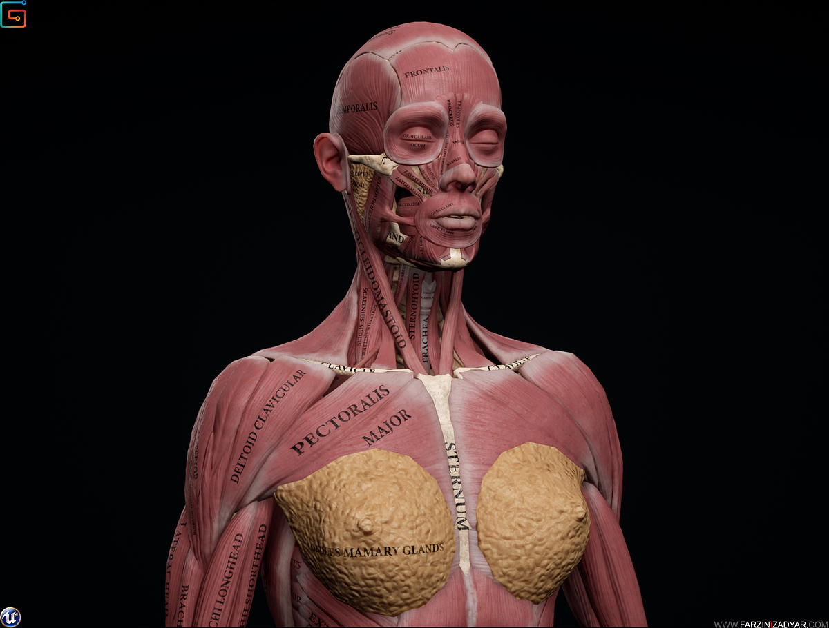 Farzin_Izadyar_Female_Anatomy_Kit_Hero01