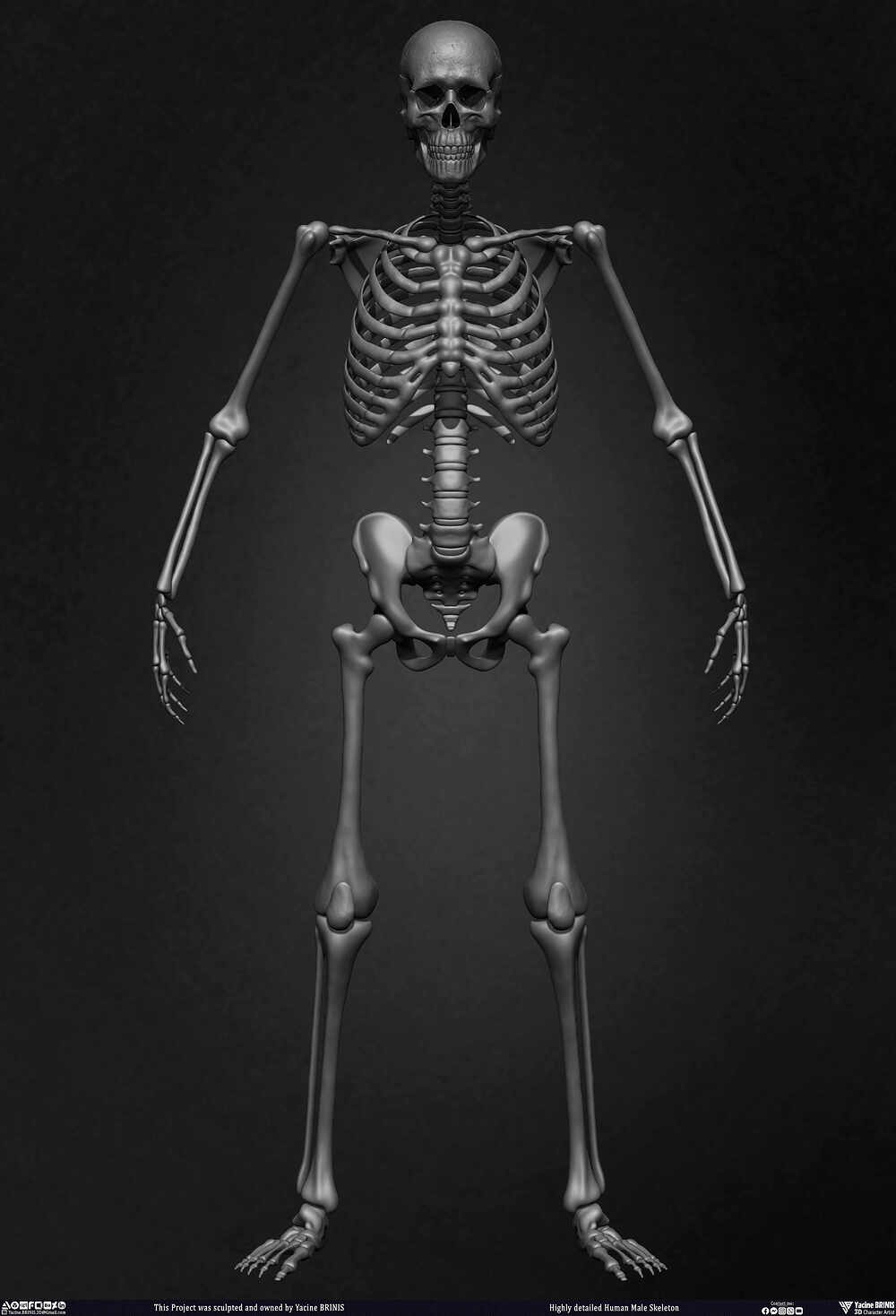 Highly Detailed Human Skeleton 3D Model sculpted by Yacine BRINIS 007