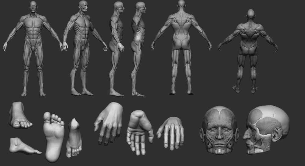Ecorche Render_compo_gris