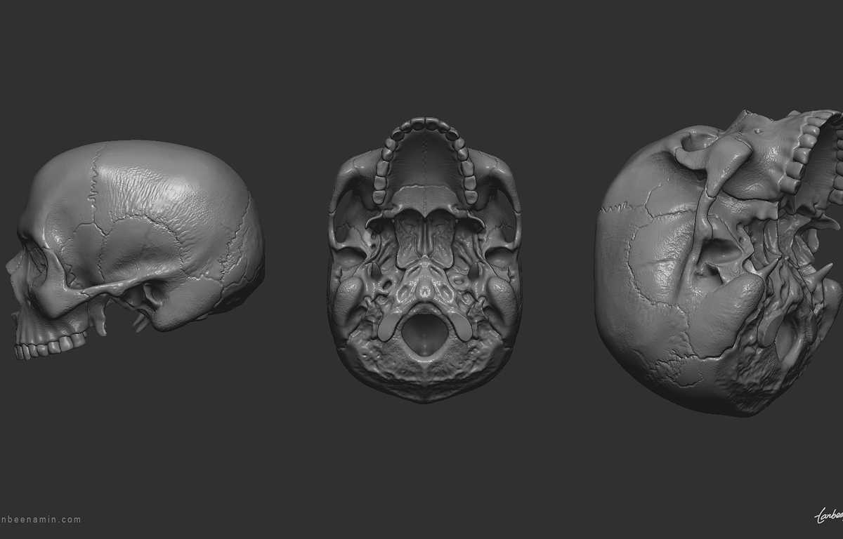 tanbeen-skull-anatomy-study-8-44dce6d4-6fv5.jpg
