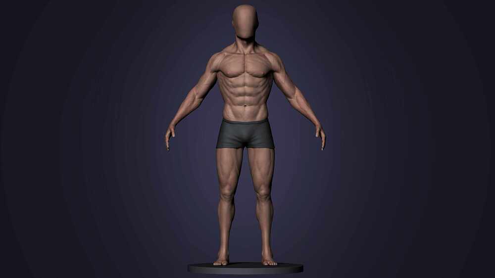 anatomy07