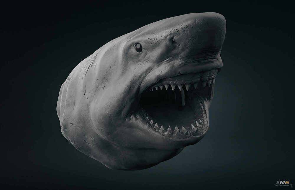 Megalodon_Render_Grey_02_Crop_2150_Web