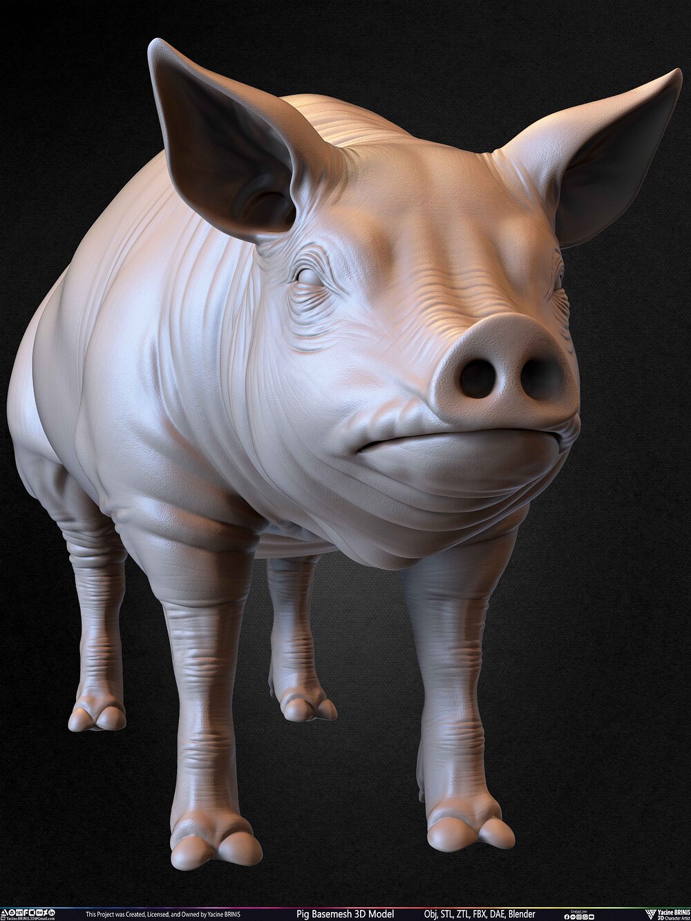 Pig Basemesh 3D Model Animal Anatomy Sculpted by Yacine BRINIS Set 032