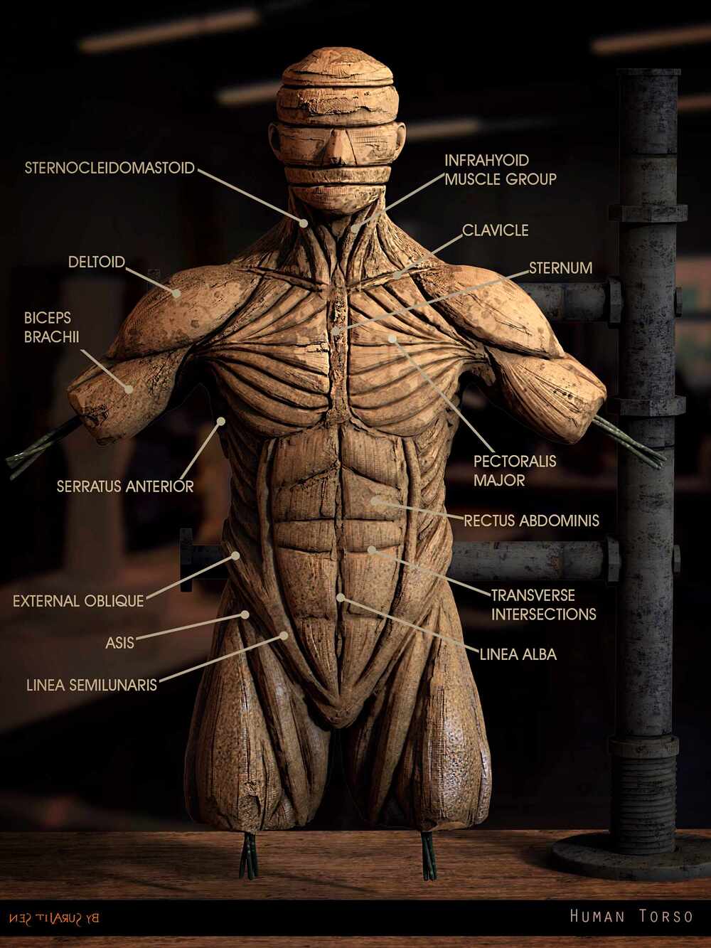 Human_Torso_Anatomy_Digital_Sculpture_SurajitSen_Feb2025 (2)