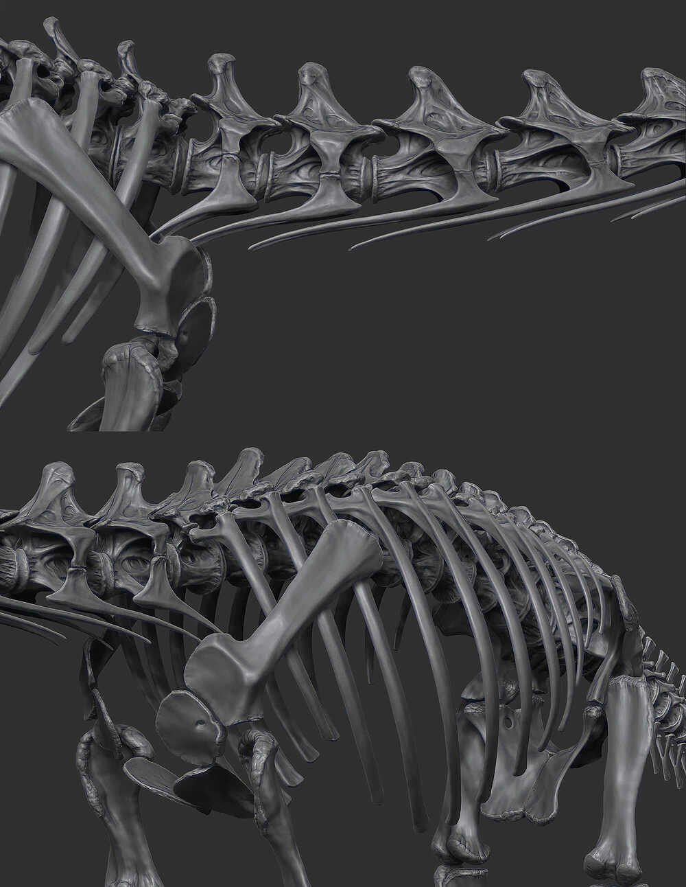 Cooper_Skeleton_04_02
