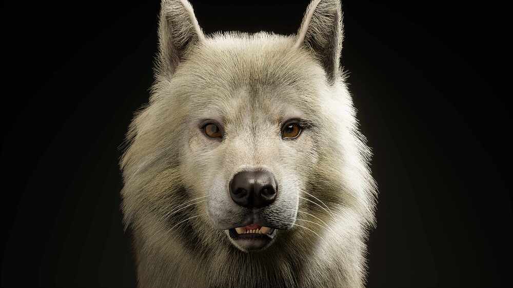 LS_Wolf.0030