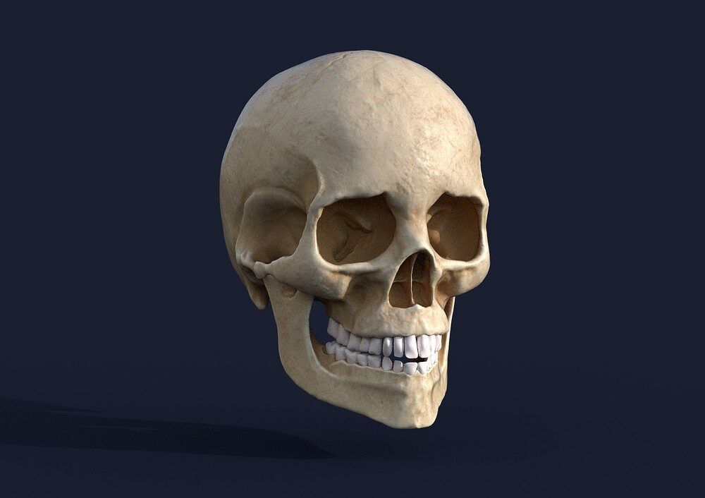 Craneo_Render