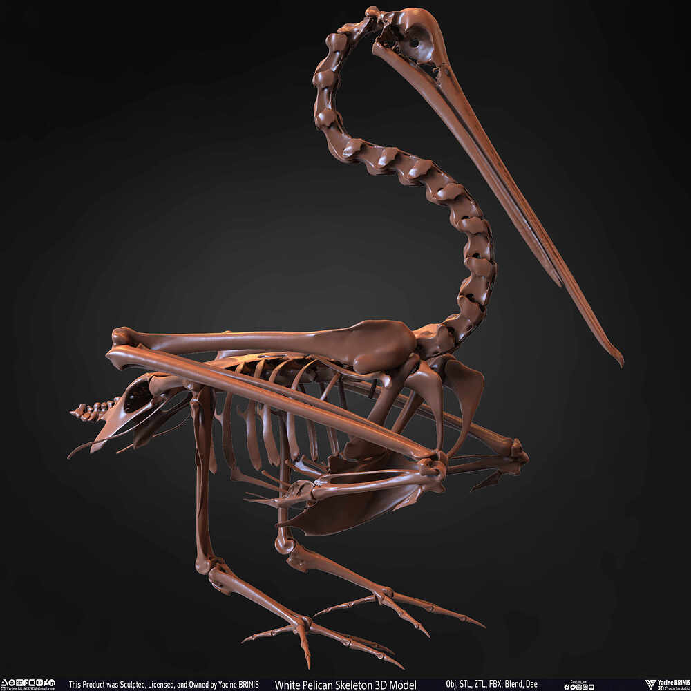 White Pelican Skeleton 3D Model Sculpted by Yacine BRINIS Set 028