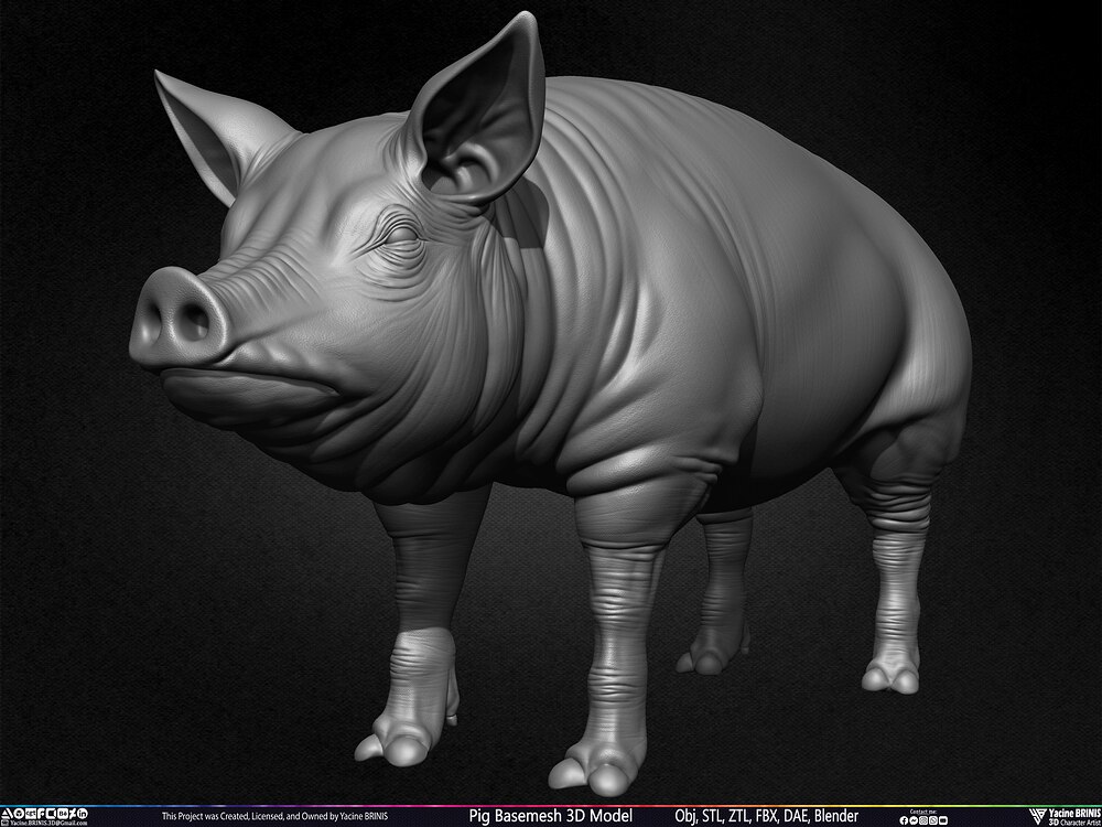 Pig Basemesh 3D Model Animal Anatomy Sculpted by Yacine BRINIS Set 013