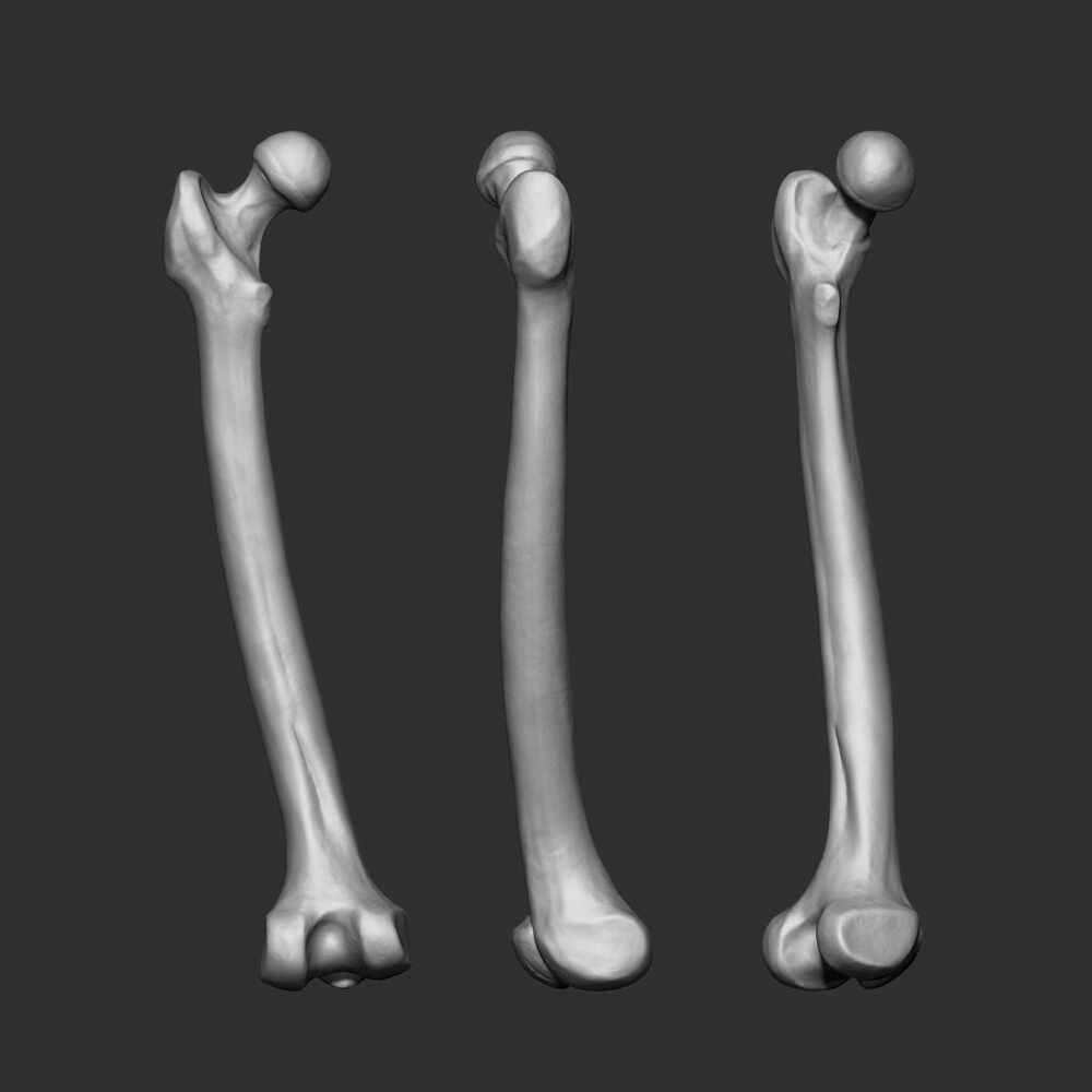 femur