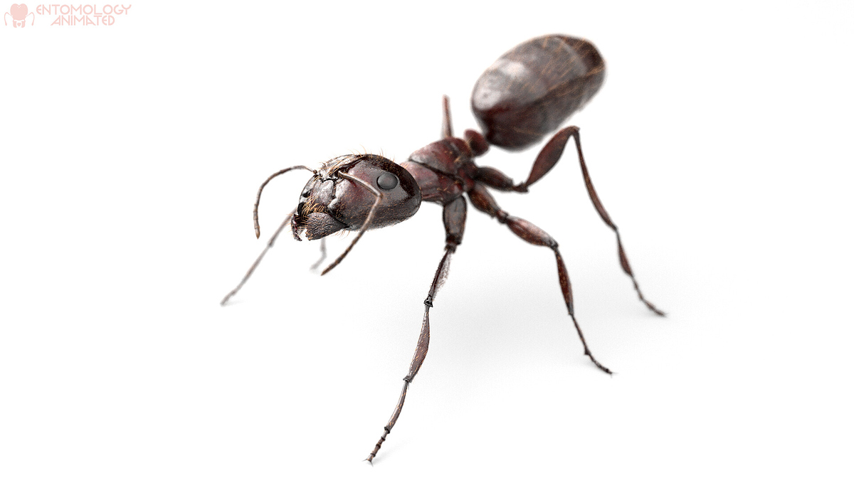 eric-keller-camponotus-pen-render-03