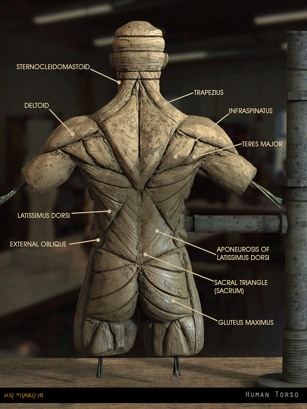 surajit_sen_Anatomy_Digital_Sculpture (5)