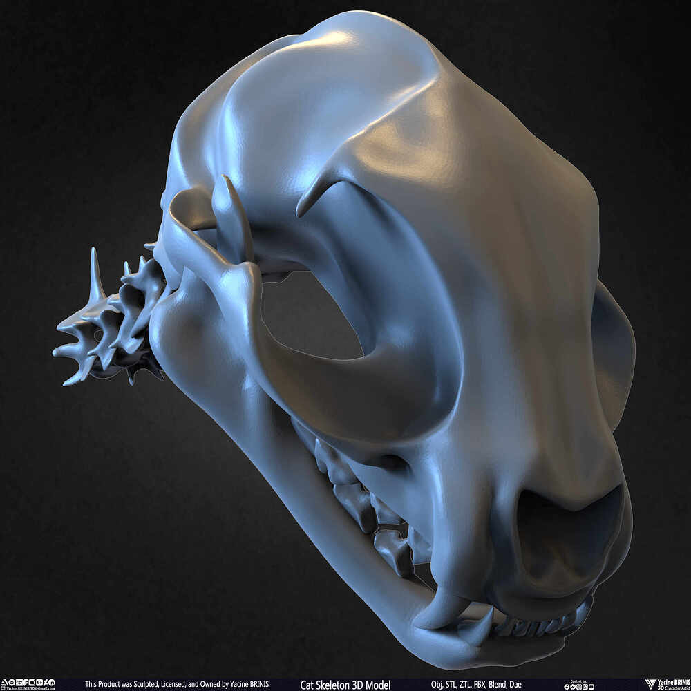 Highly Detailed Cat Skeleton 3D Model Sculpted by Yacine BRINIS Set 031