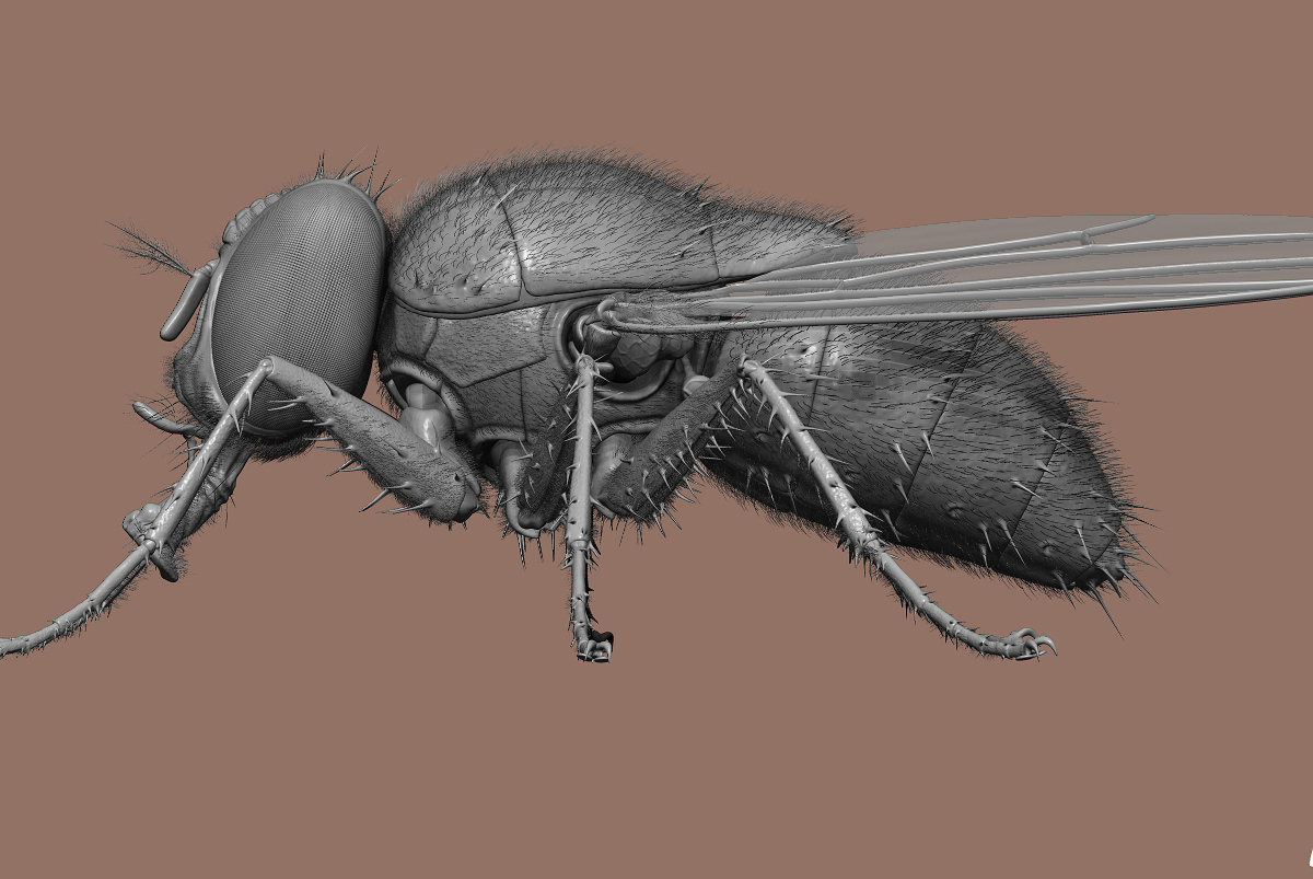 mouche 8.jpg