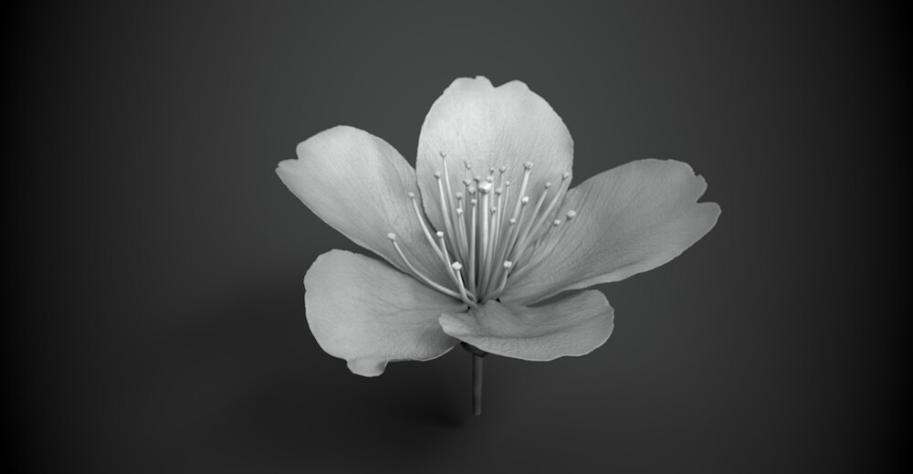 樱花2