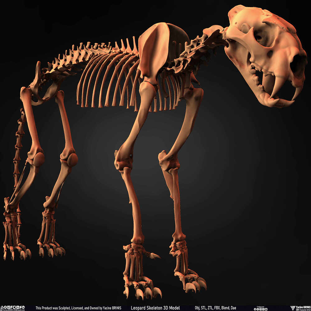 Leopard Skeleton 3D Model Sculpted By Yacine BRINIS 001
