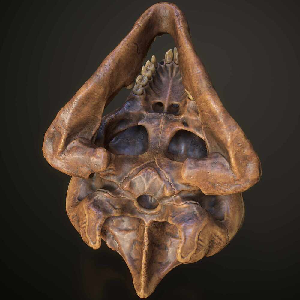 skull_FullQuality_005