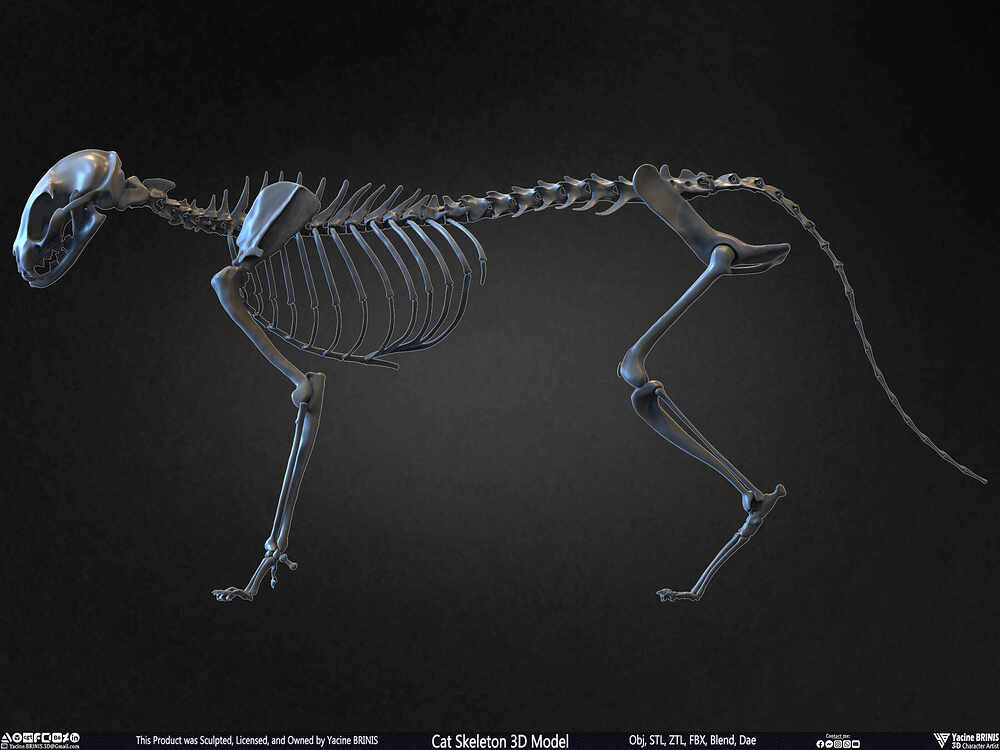 Highly Detailed Cat Skeleton 3D Model Sculpted by Yacine BRINIS Set 011