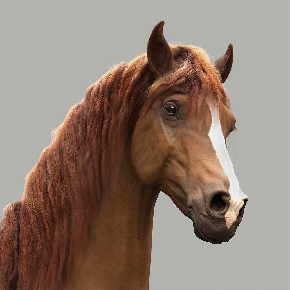 horse_01_By_Khalixti