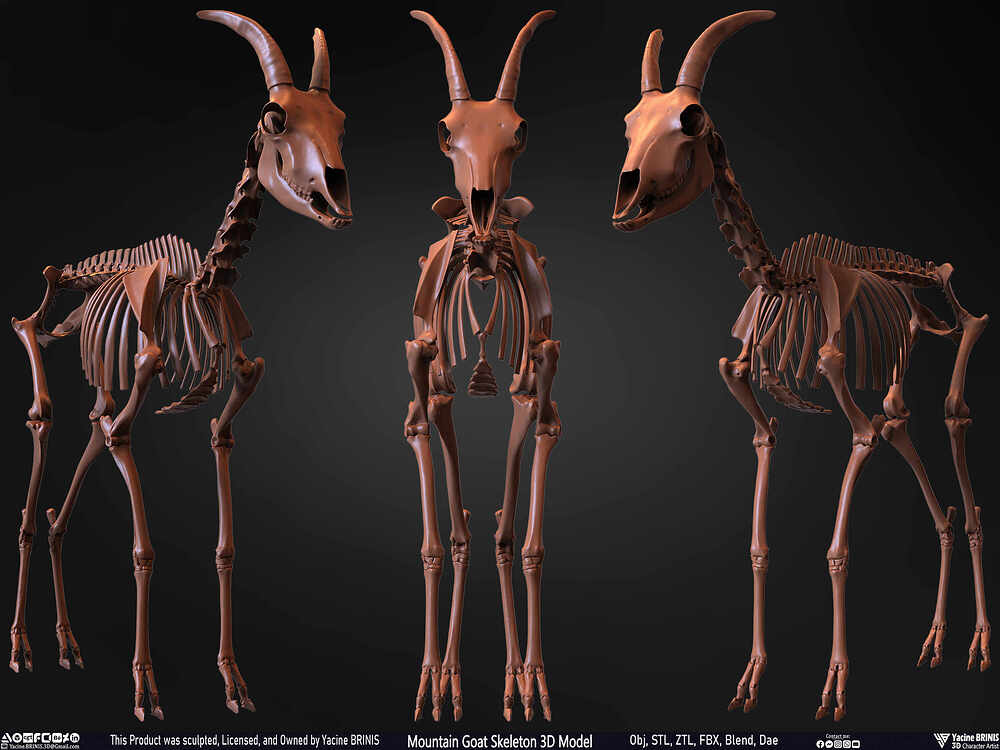 Mountain Goat Skeleton 3D Model Sculpted by Yacine BRINIS Set 036
