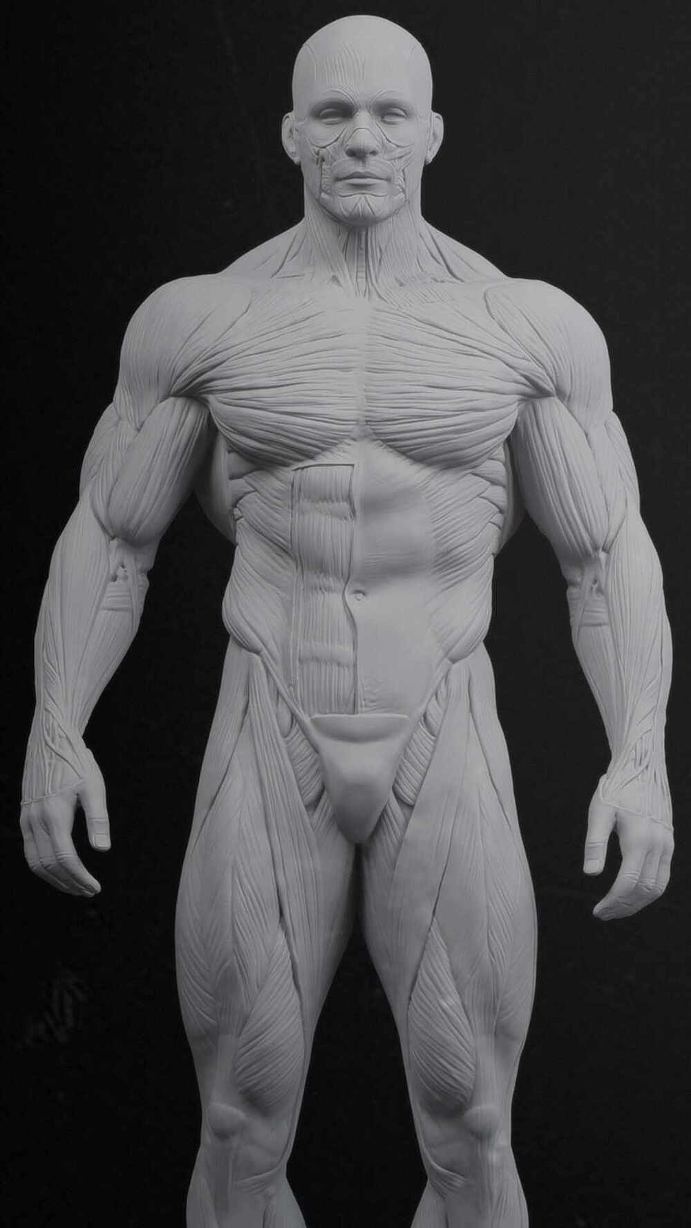 frontal_pa_ecorche_render