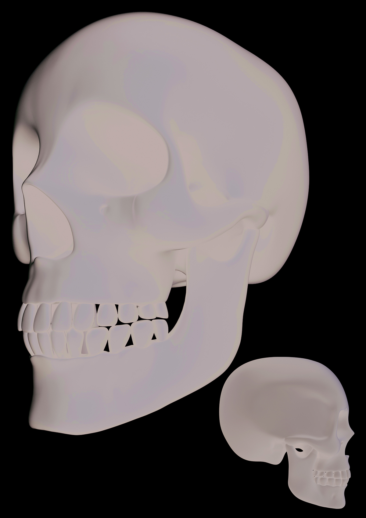 Skull