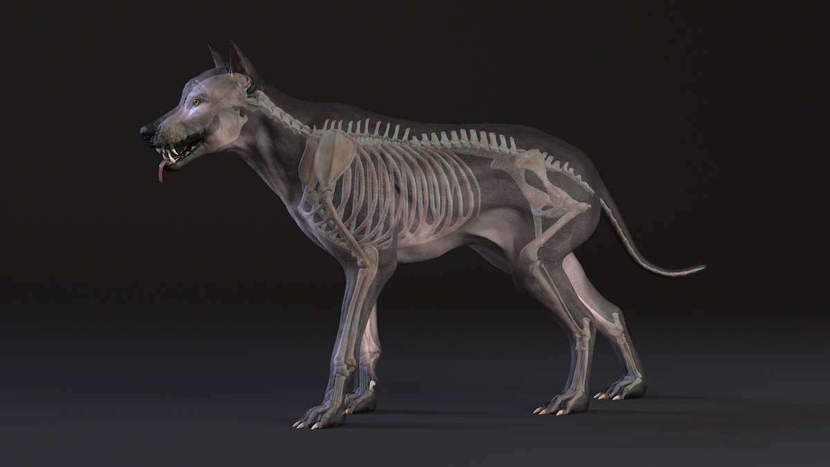 Skeleton_Body