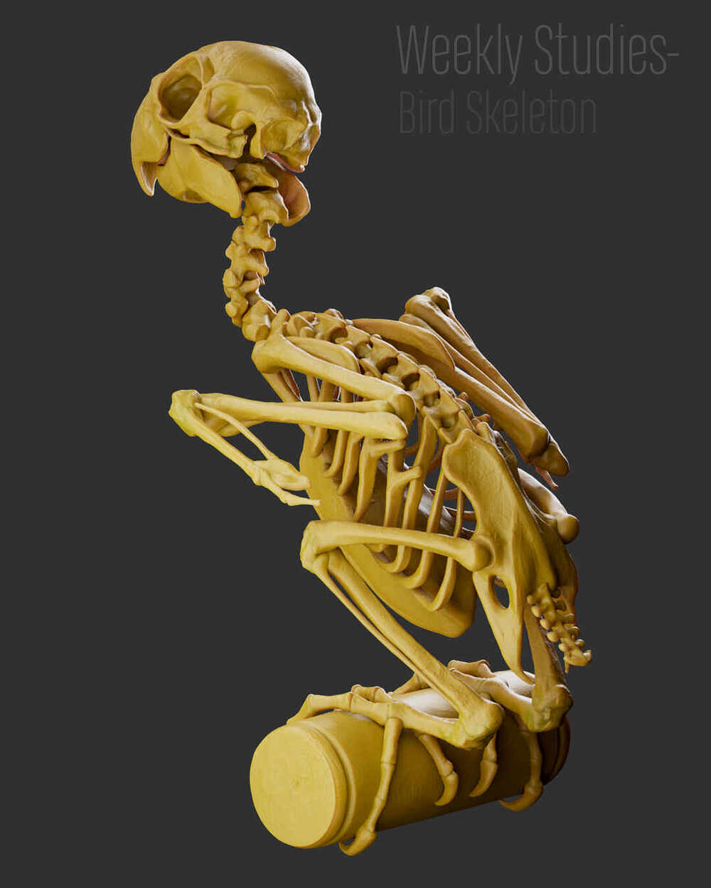 BirdStudy_RendersArnold_03
