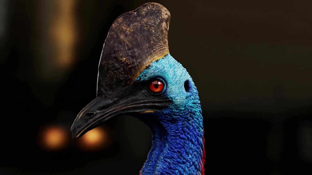 cassowary_04