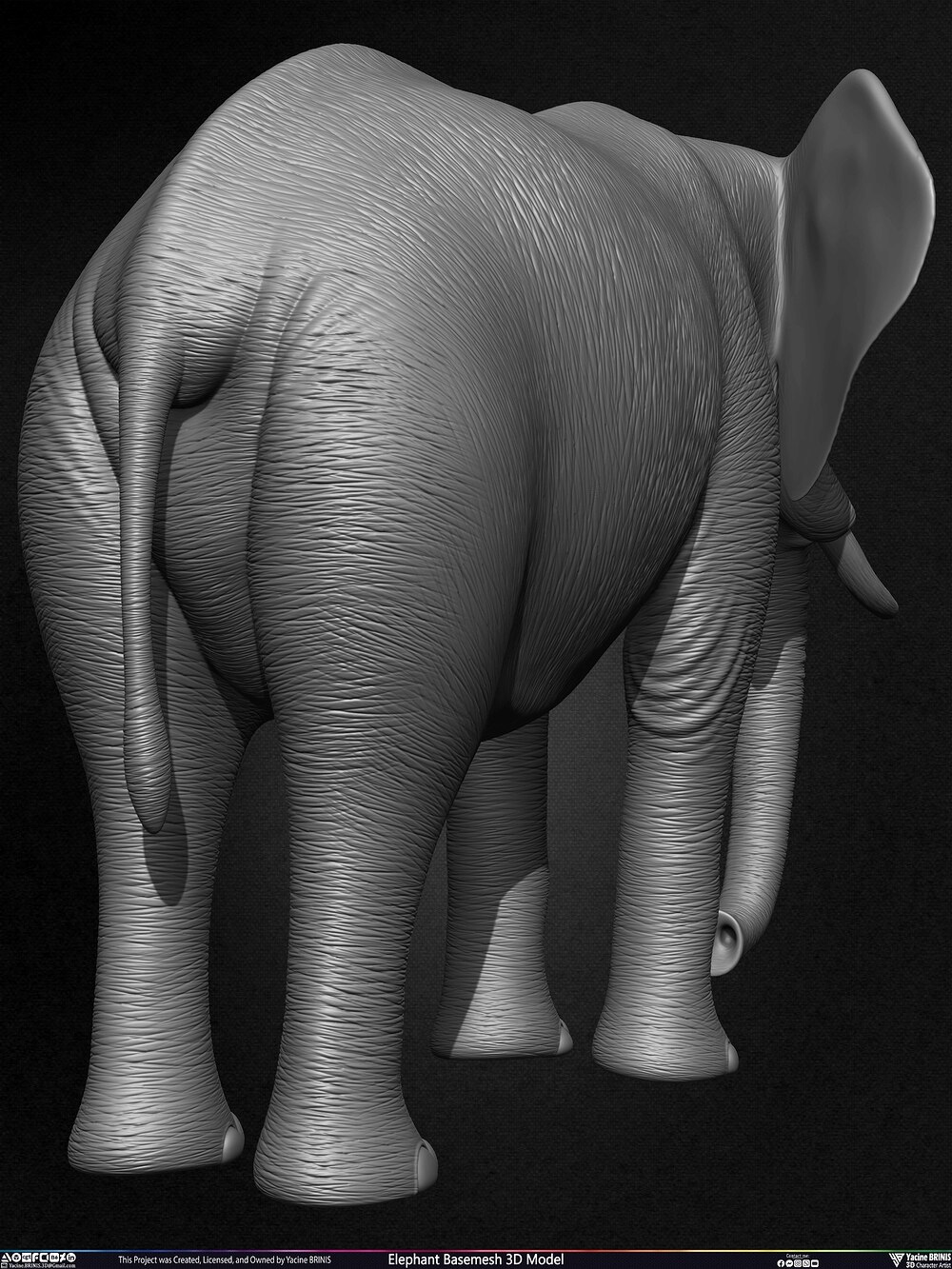 Elephant Basemesh 3D Model Animal Sculpted by Yacine BRINIS Set 023