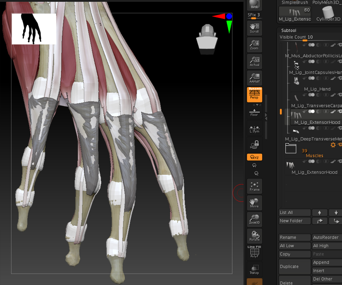 extensor1