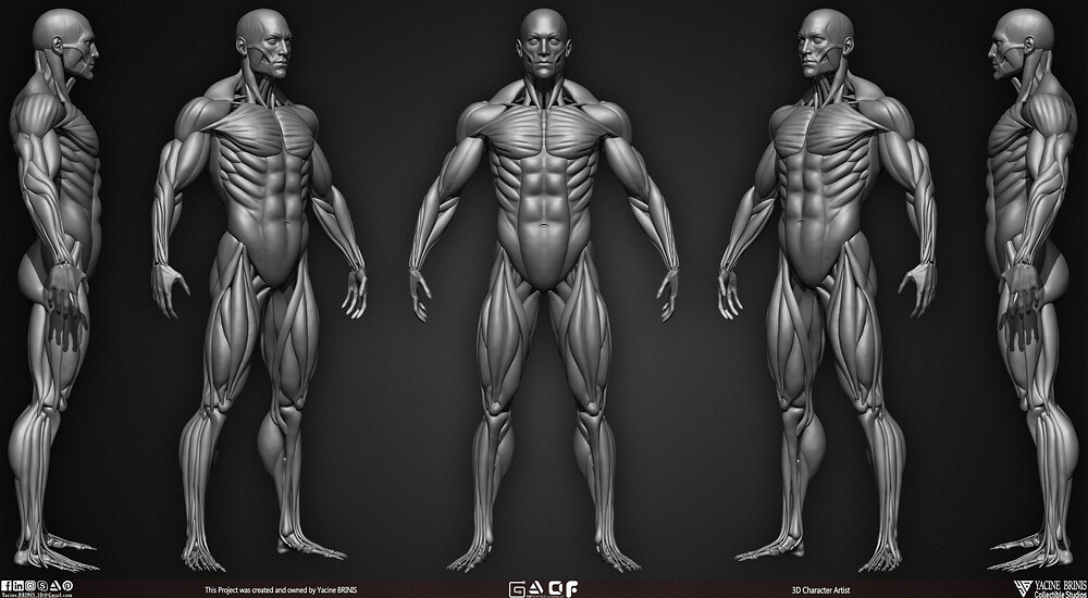 Male Human Muscles 3D Model sculpted by Yacine BRINIS 002