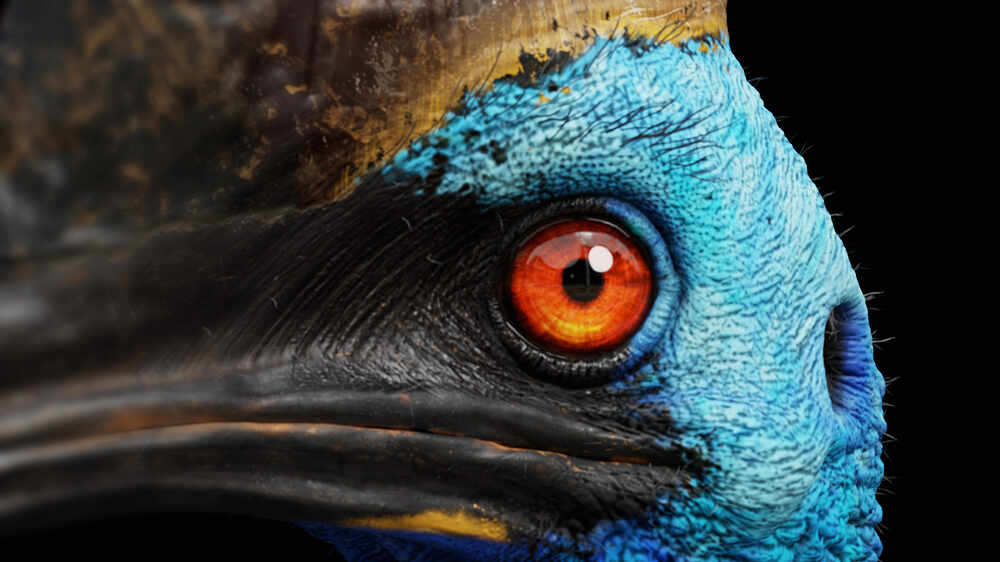 cassowary_06