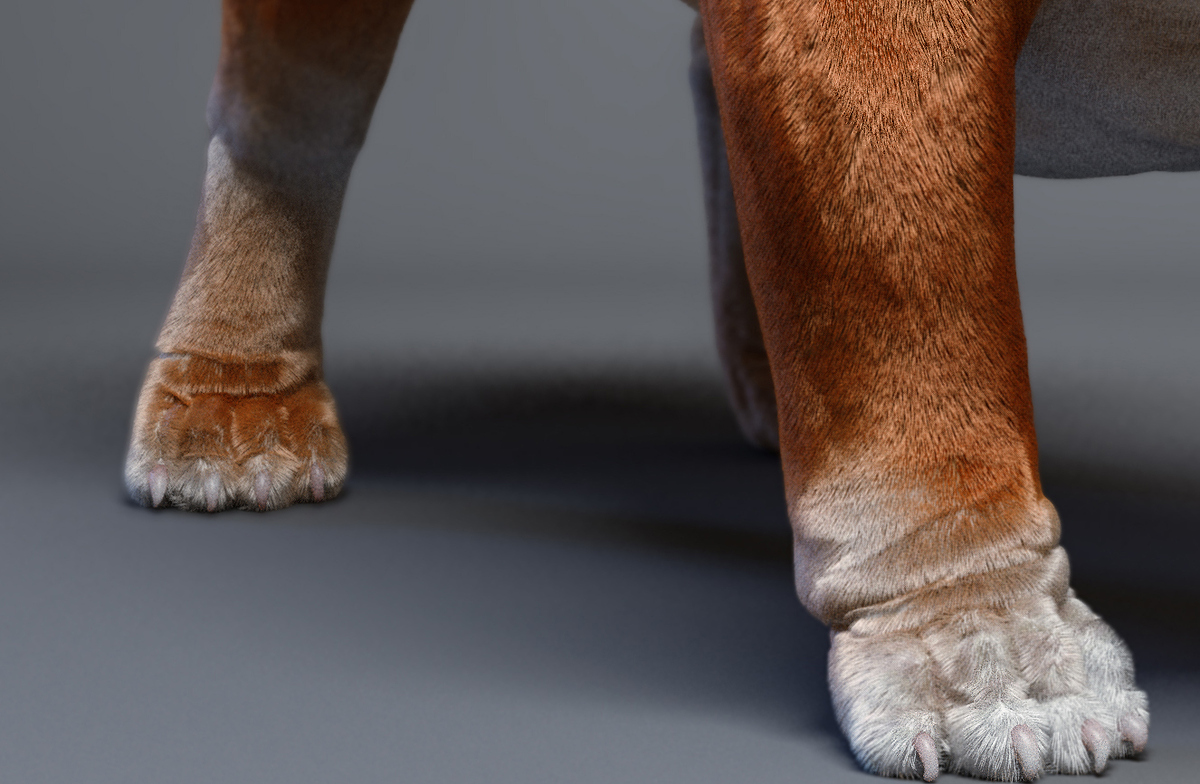 Bulldog_legcloseup