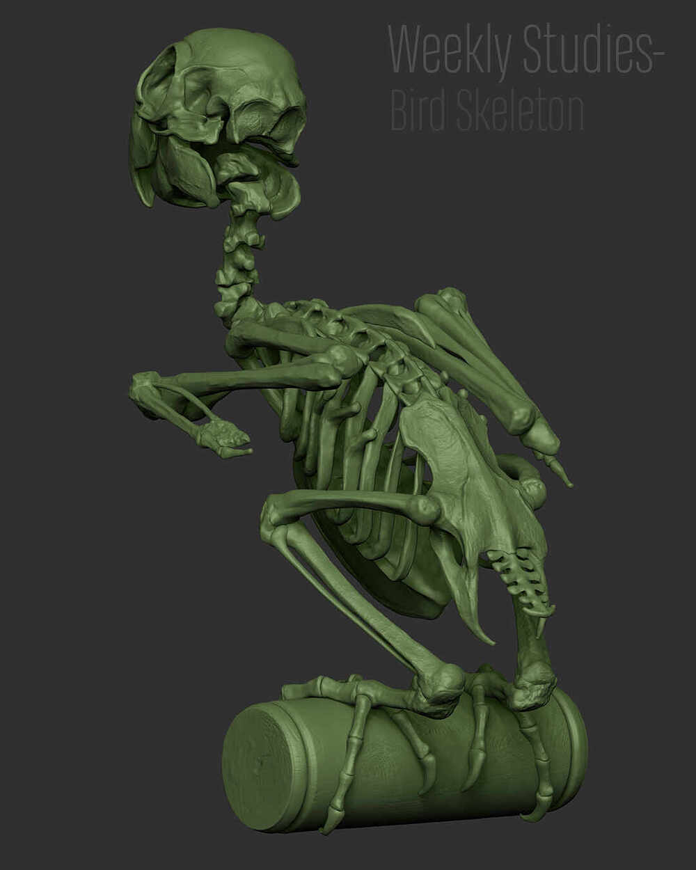 BirdStudy_Renders_08