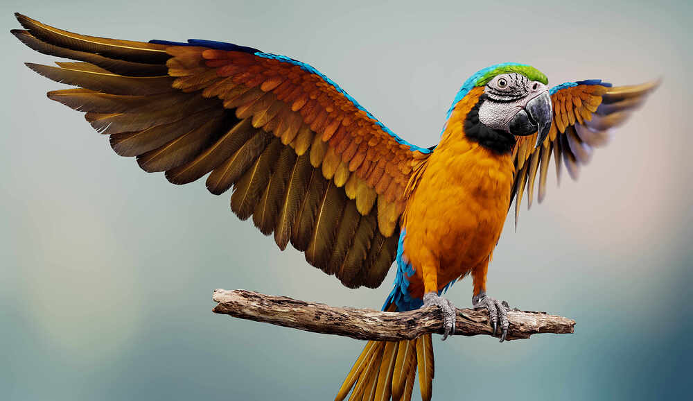 MACAW_(8)_By_VAIBHAV_GUPTA