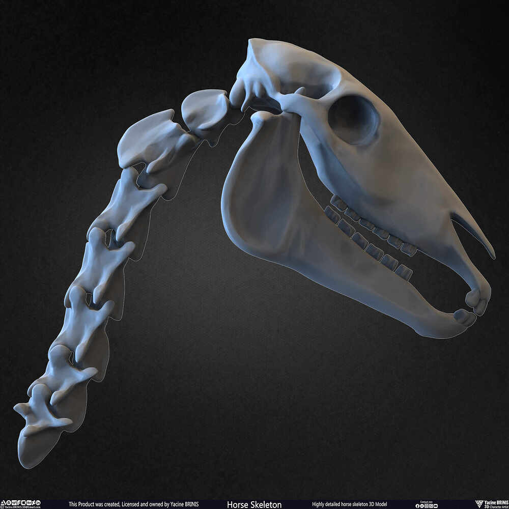 Highly Detailed Horse Skeleton 3D Model Sculpted by Yacine BRINIS Set 036