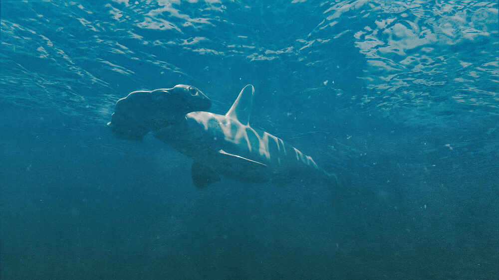 hammerhead shark-2-edit