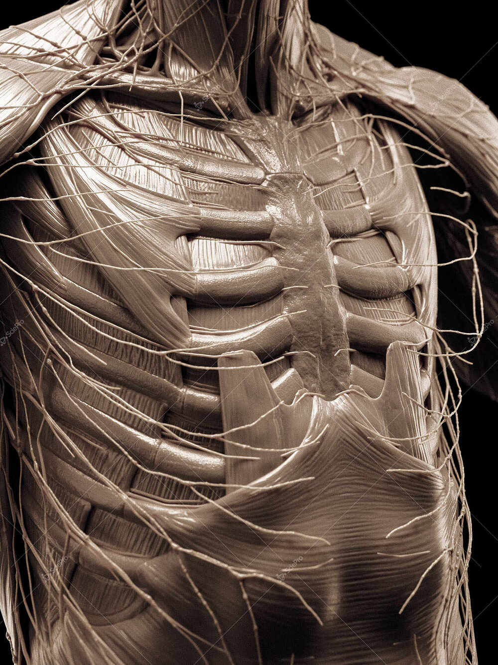 averageFitMale_torso_anatomyLayer3